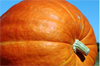 Godfrey Giant Pumpkin Contest