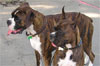 Alton Dog Park Fundraiser