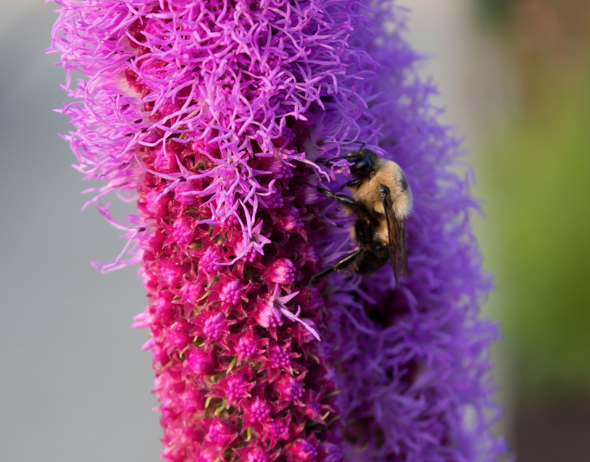 Bee on Pollenator Flower